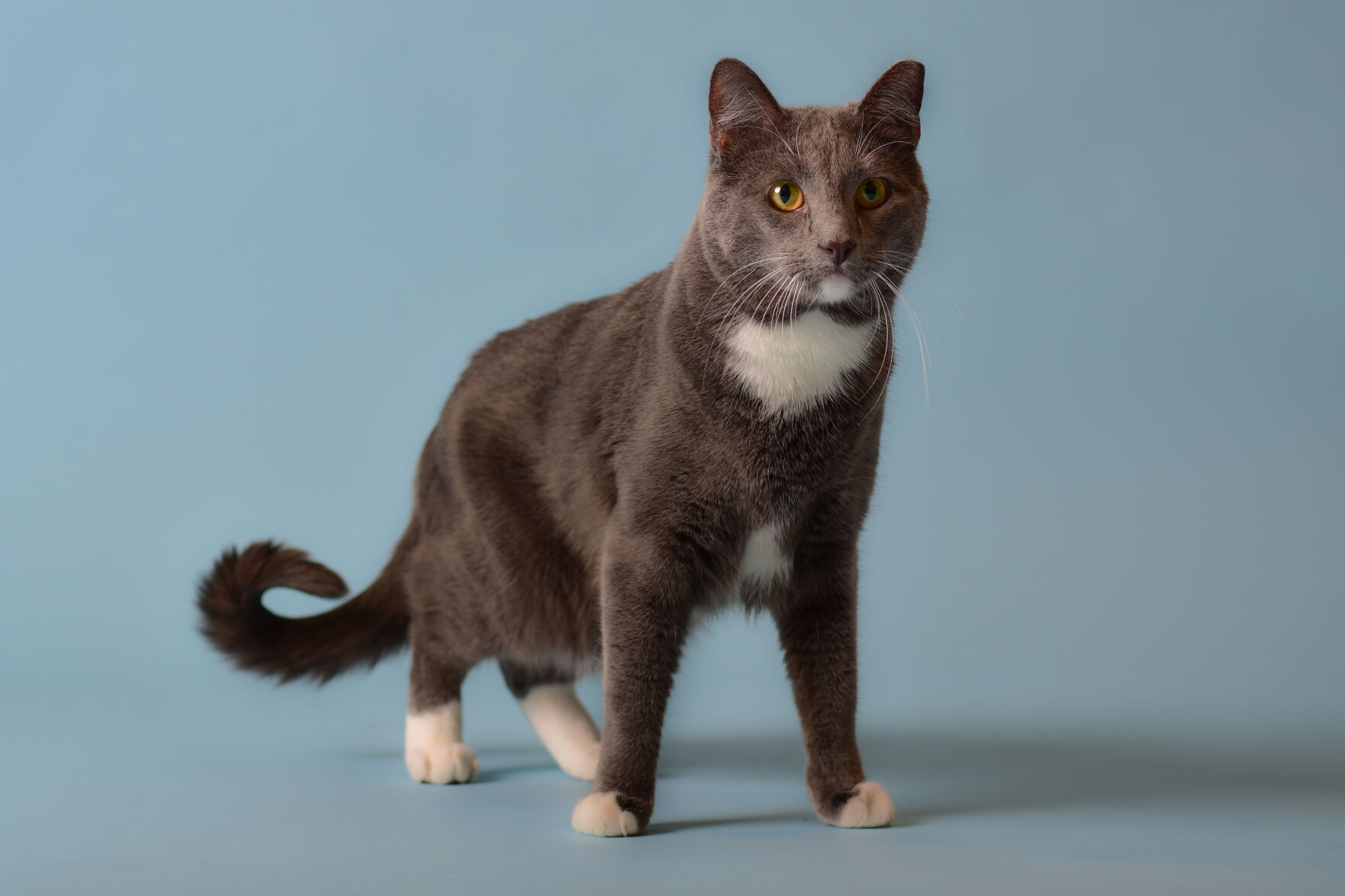 Hospice of the Valley Therapy cat, Roger
